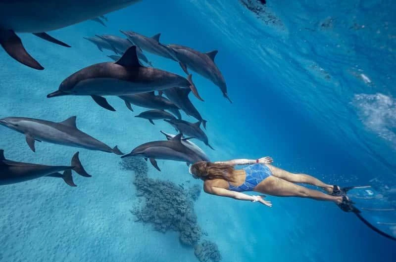 Grupo de golfinhos nada perto de um snorkeler no Mar Vermelho