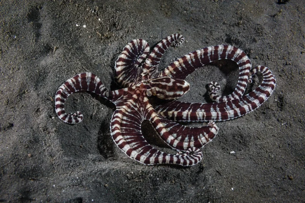 Polvo-mímico se camufla no fundo durante um mergulho em Lembeh Indonésia