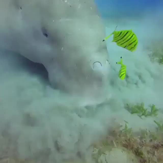 Otteraquatics fish