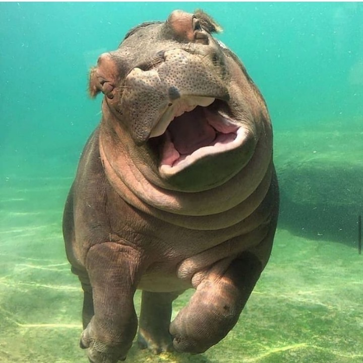 Otteraquatics hippopotamus