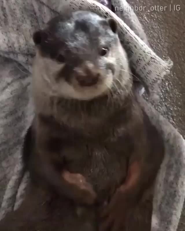 Otteraquatics otter