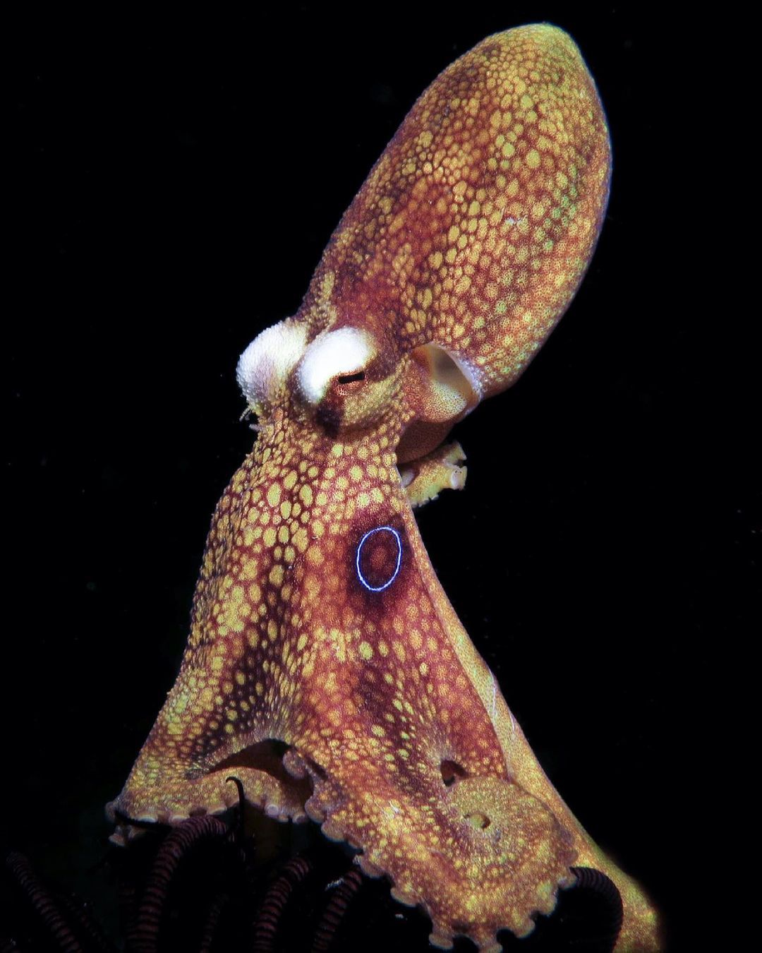 Otteraquatics squid