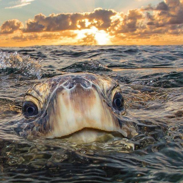 Otteraquatics turtle