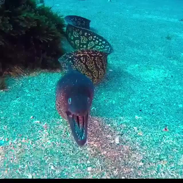 moray eel