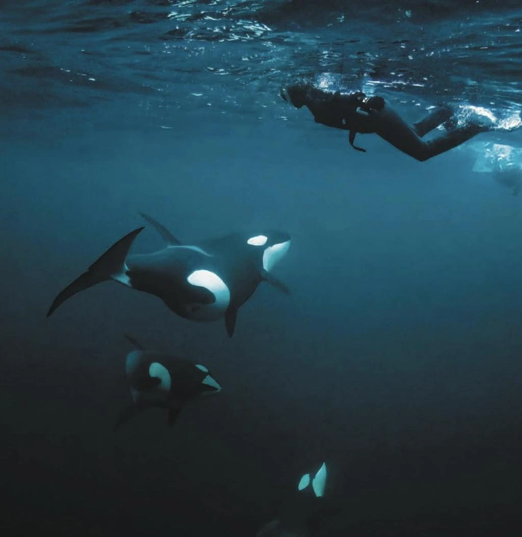 Orcas selvagens nadam perto de um snorkeler nas águas do norte da Noruega