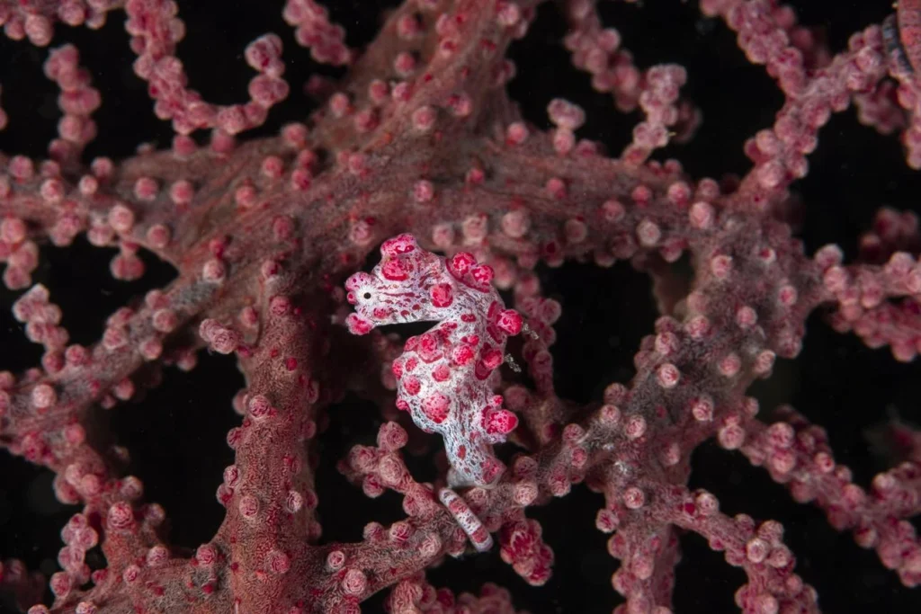 Pygmy seahorse blends almost perfectly with the textured surface of its gorgonian coral