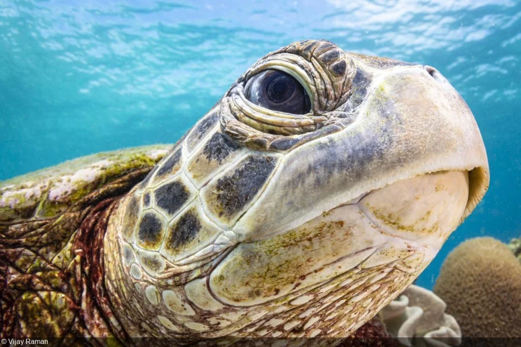 Green sea turtle shows its rounded head and large eyes underwater