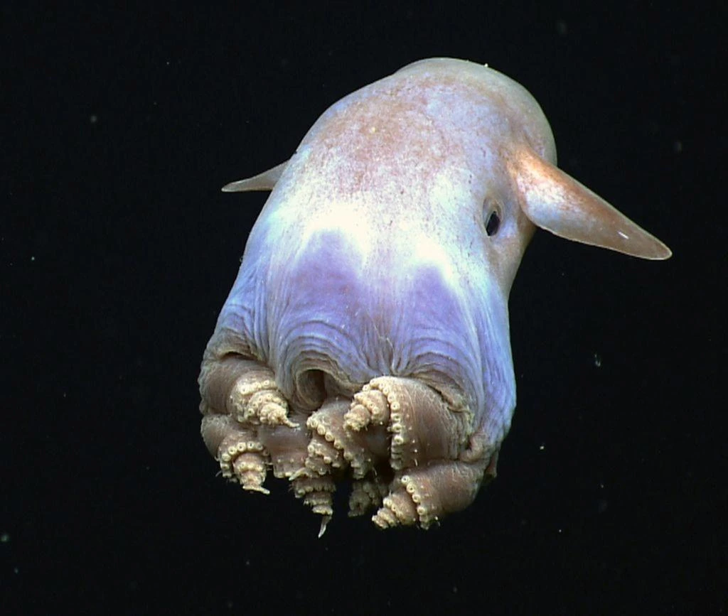 Dumbo octopus displays its distinctive ear-like fins while swimming in the deep ocean