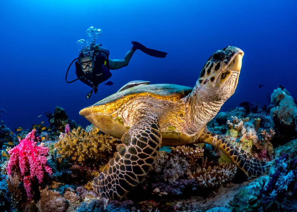 Snorkeler swimming beside a sea turtle in clear tropical ocean water