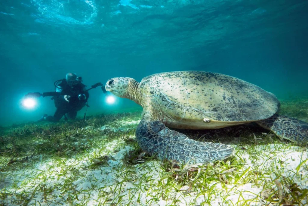 Tartaruga-de-pente nada sobre um recife de coral perto de mergulhadores