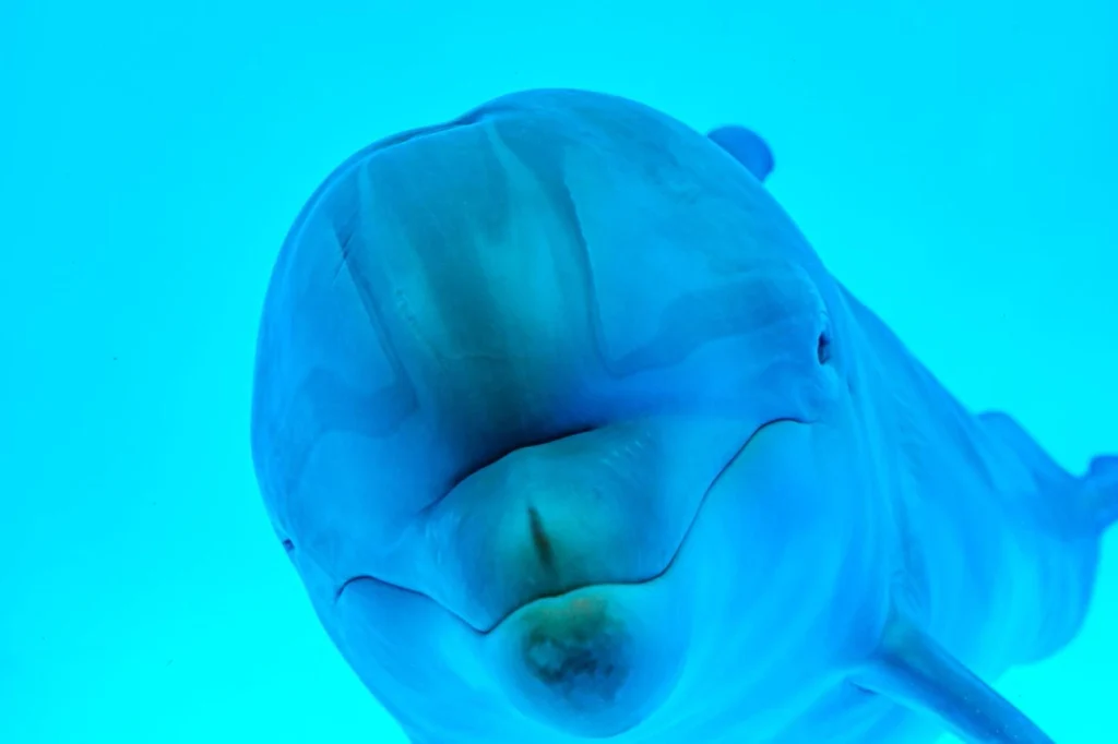 Bottlenose dolphin shows its distinctive curved mouth while swimming underwater