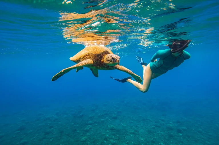 16 Best Places to Swim With Turtles Around the World