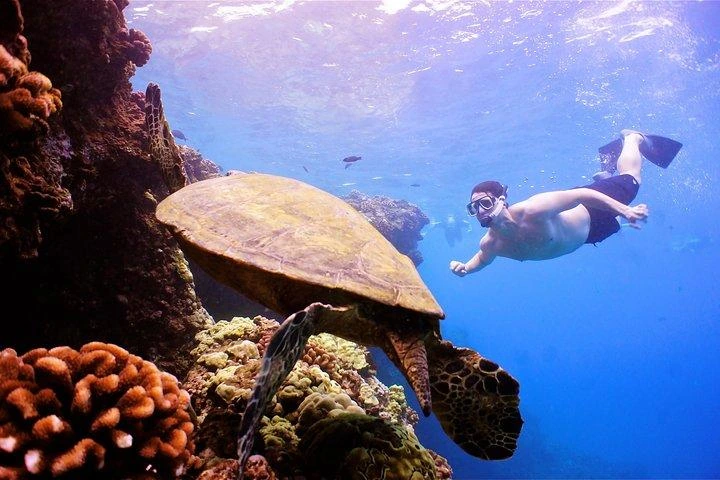Snorkeler watches a Hawaiian green sea turtle over a Maui coral reef