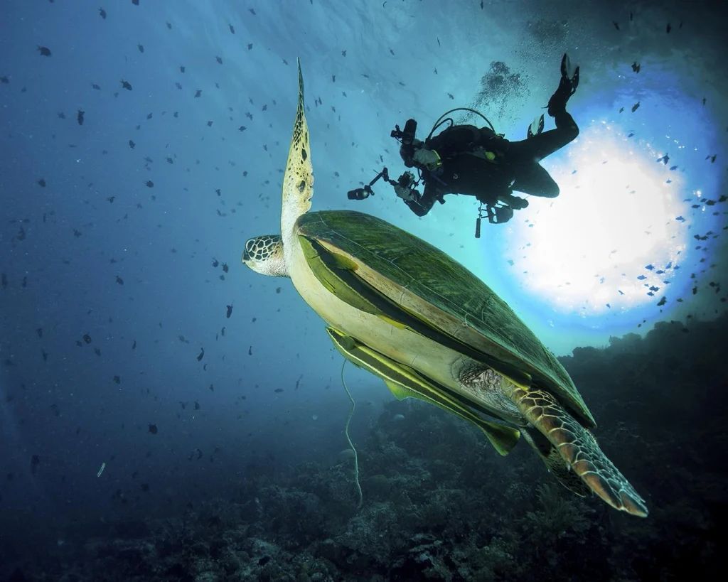 Scuba diver encounters green sea turtles on a coral reef in Bunaken