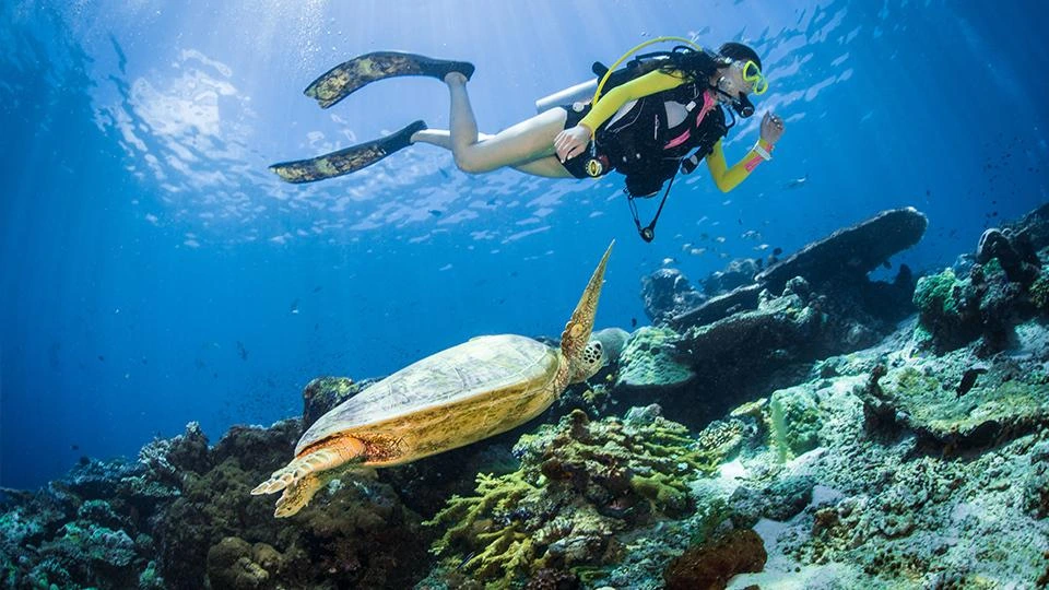 Scuba divers encounter a green sea turtle on Sipadan reef in Malaysia