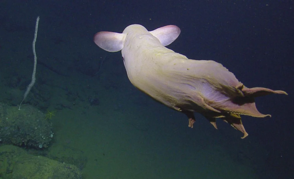 Dumbo octopus uses its fins and webbed arms to move through deep water