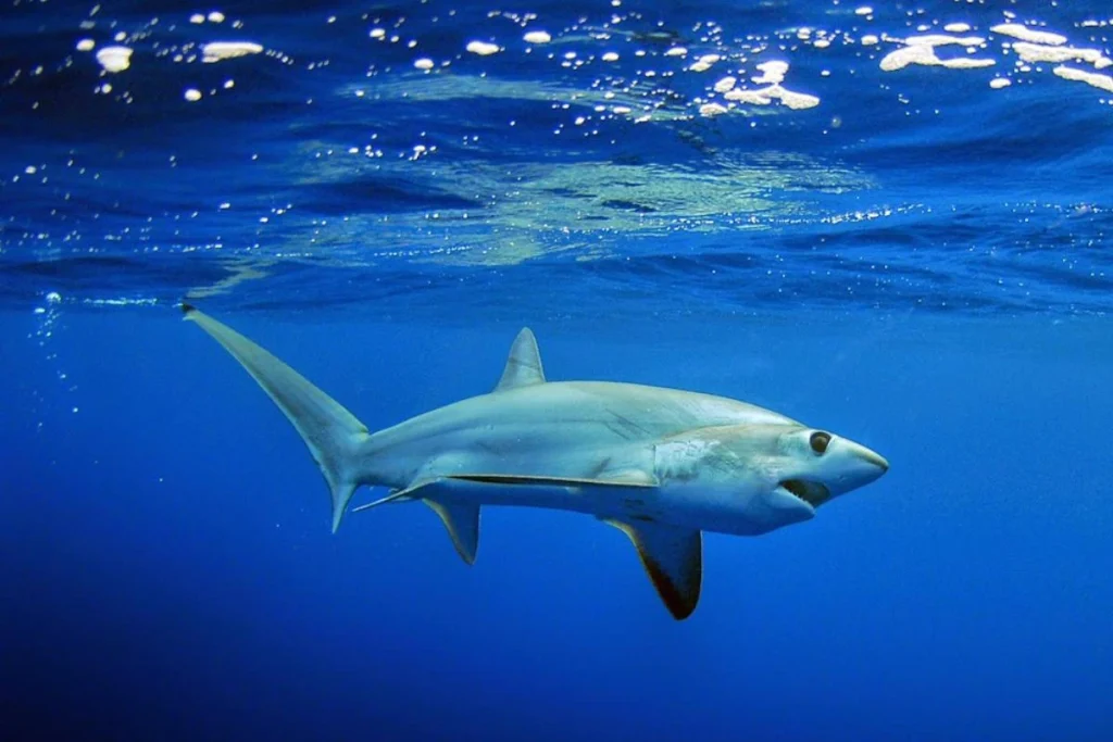 Bigeye thresher shark displays its unusually large eyes and relatively small mouth underwater