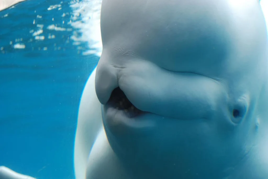 Beluga whale shows its rounded forehead and distinctive white coloration underwater