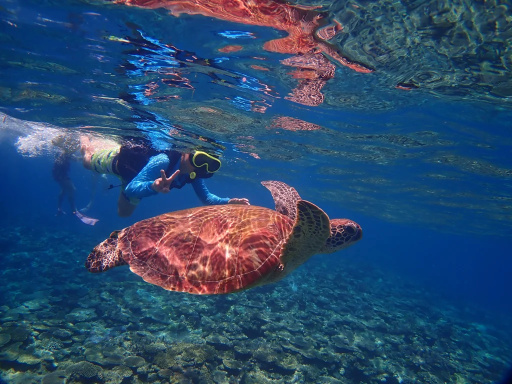 Snorkeler swims with a green sea turtle in clear Kerama Islands water