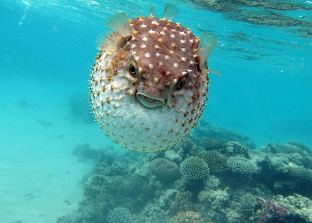 Pufferfish shows its large eyes and rounded face on a tropical coral reef