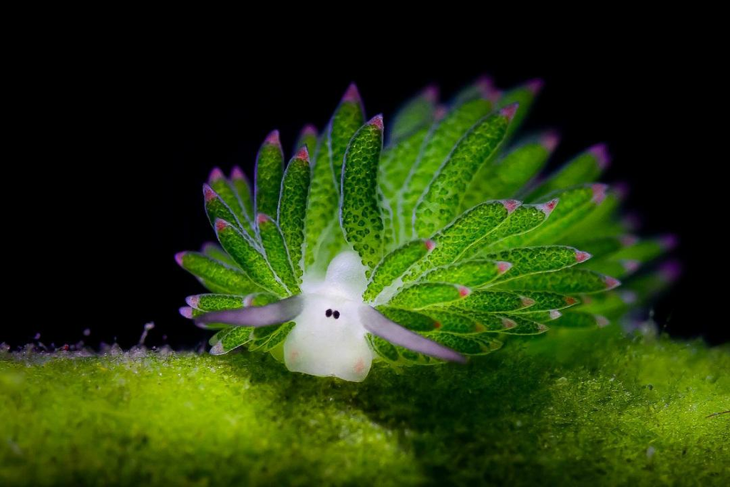 Costasiella kuroshimae reveals its sheep-like face and tiny features in a macro view