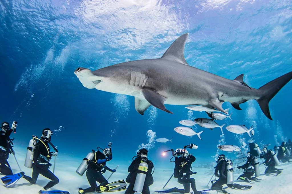 Grande tubarão-martelo nada perto de um mergulhador em Bimini Bahamas