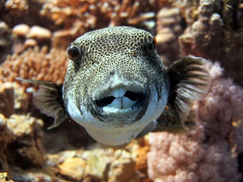 Porcupinefish displays large eyes and prominent spines while swimming near a coral reef
