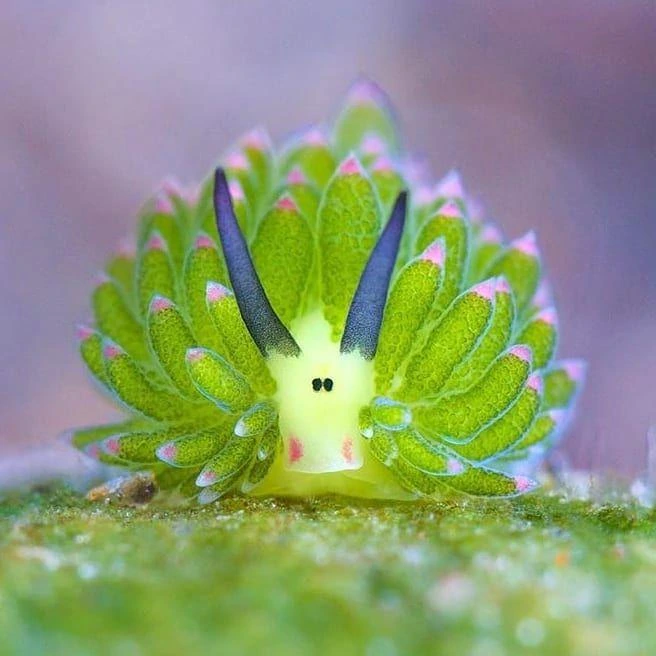 Tiny Costasiella nudibranch rests among algae in its natural underwater habitat