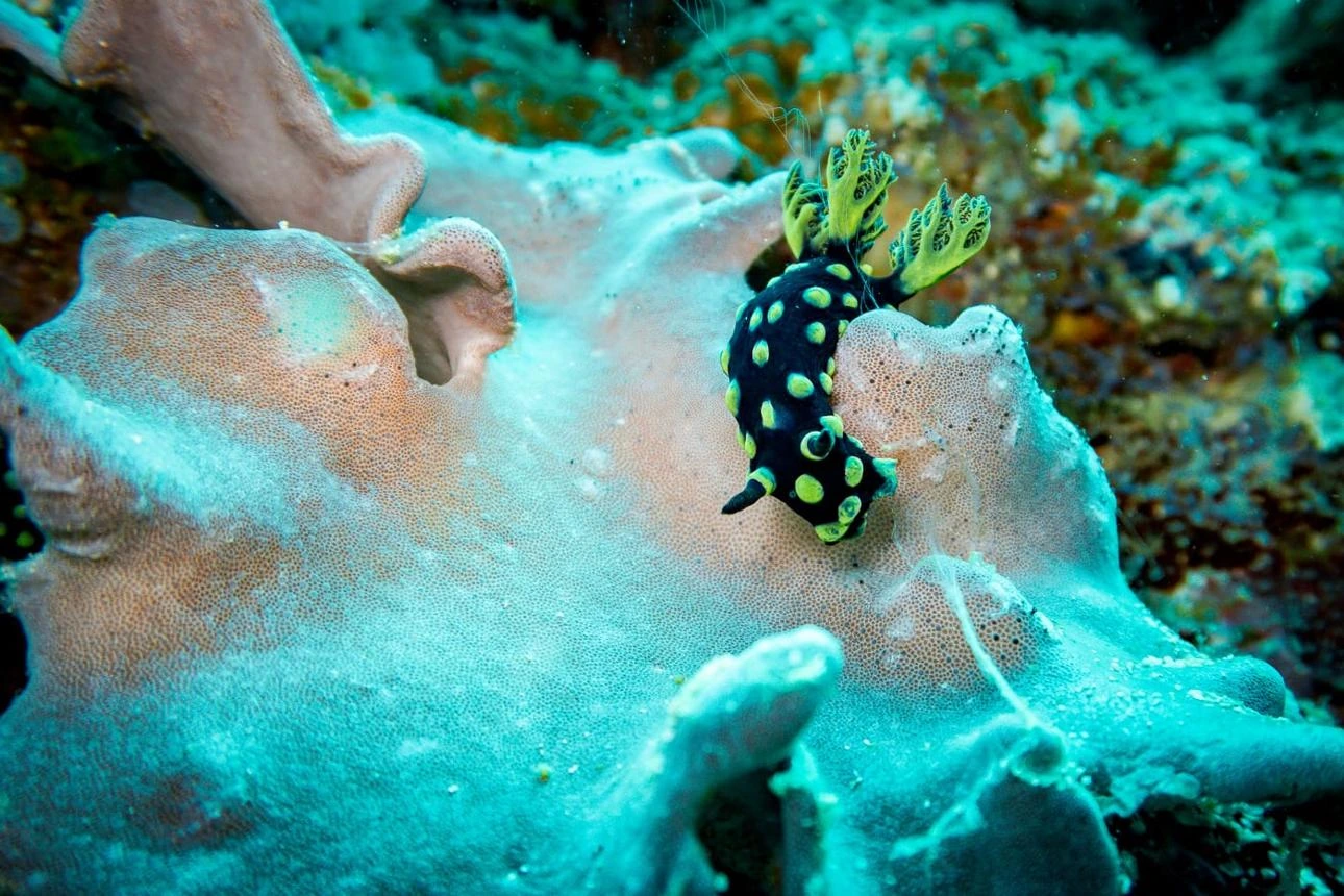 Mergulhador procura pequenos nudibrânquios durante um mergulho macro no recife