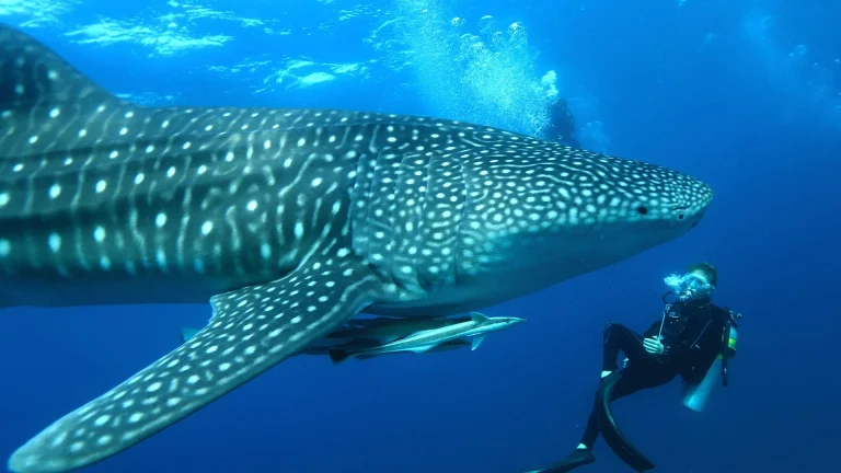 17 Animais Marinhos Incríveis e Onde Encontrá-los