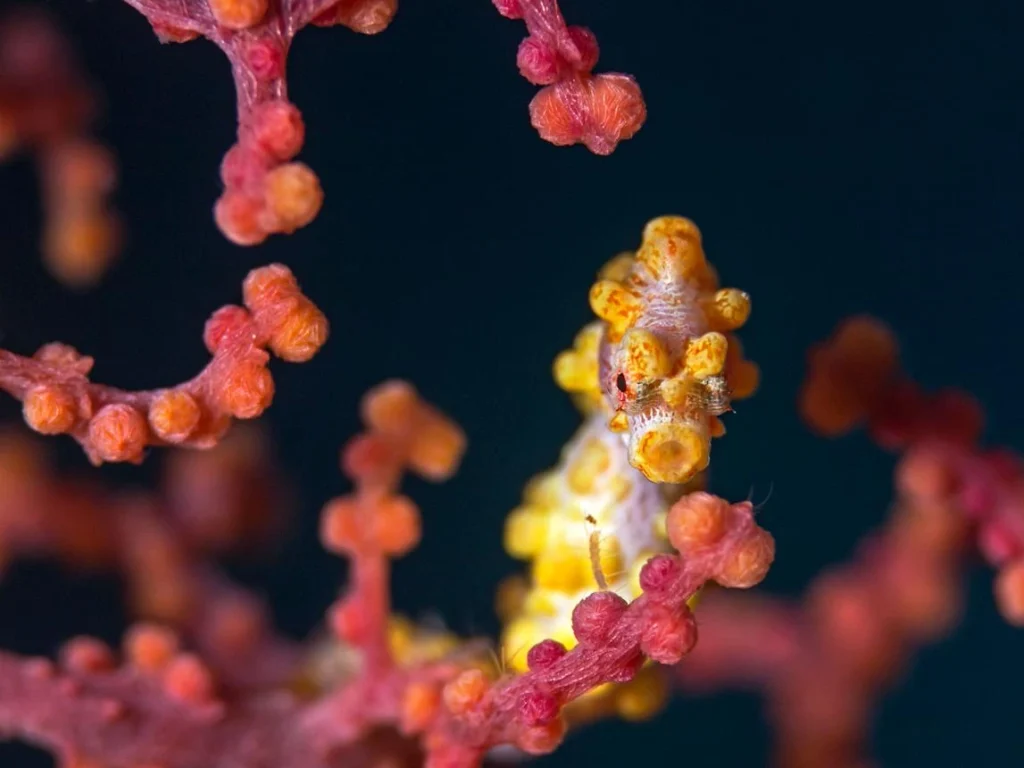 Macro diver observes a tiny pygmy seahorse without disturbing its delicate gorgonian host