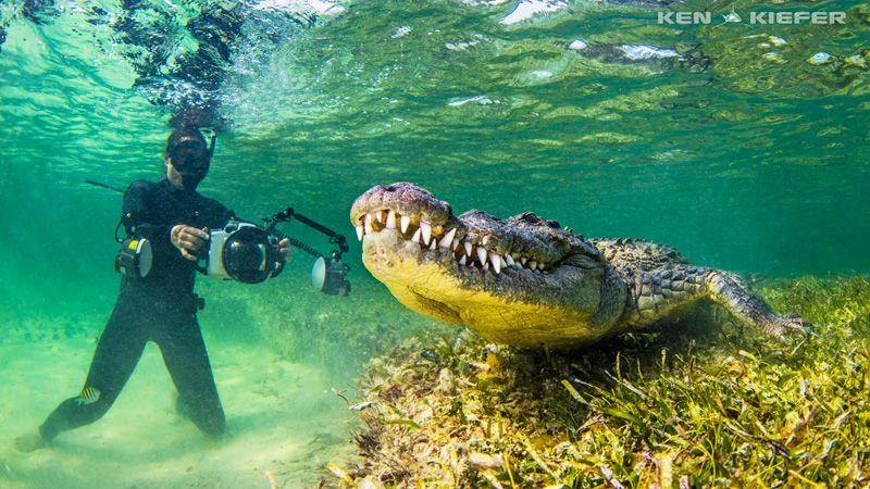 Fotógrafo observa um crocodilo-americano durante uma expedição especializada em Banco Chinchorro