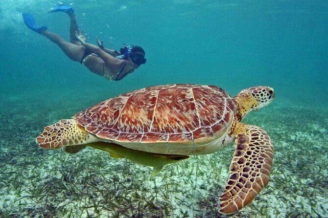Snorkeler watches a green sea turtle feeding on seagrass in Akumal Bay