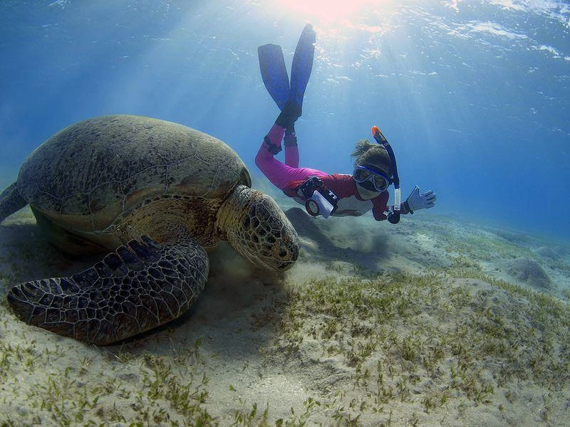Snorkeler swims near a green sea turtle at Abu Dabbab Marsa Alam