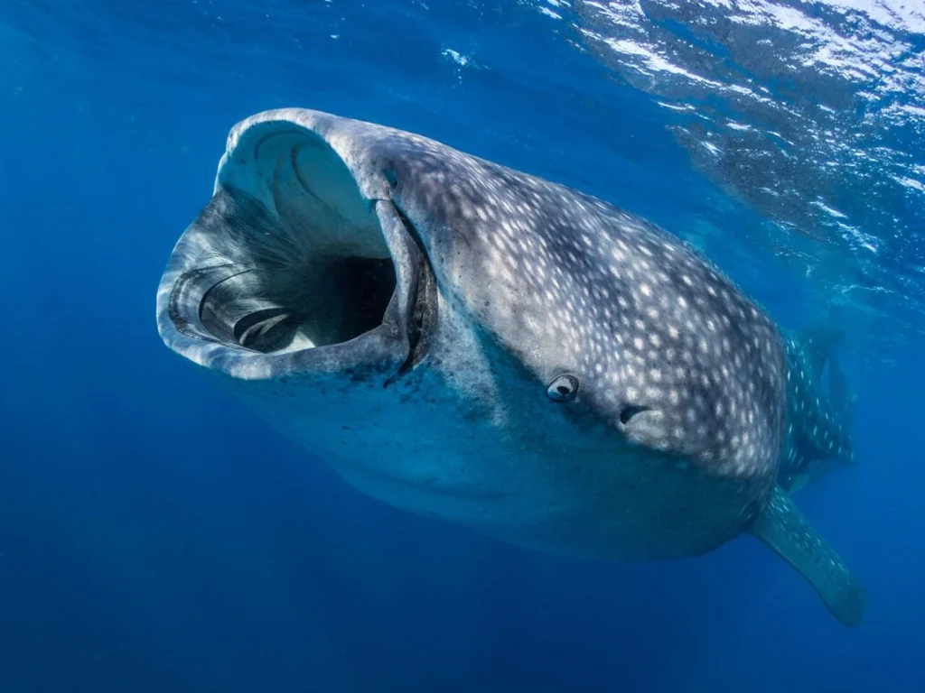 Tubarão-baleia filtra água rica em plâncton enquanto se alimenta no oceano