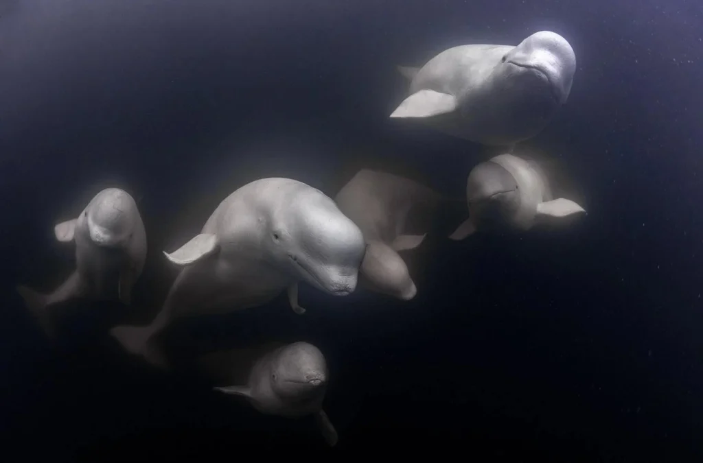 Wild beluga whales swim together through cold Arctic waters