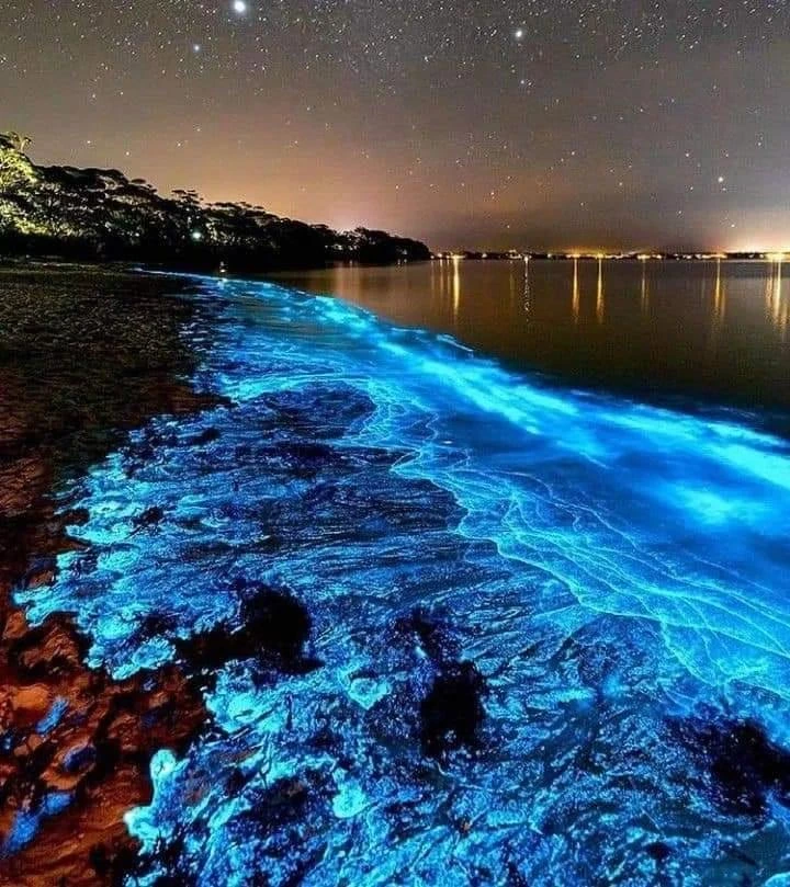Plâncton bioluminescente brilha ao redor de um mergulhador durante um mergulho noturno