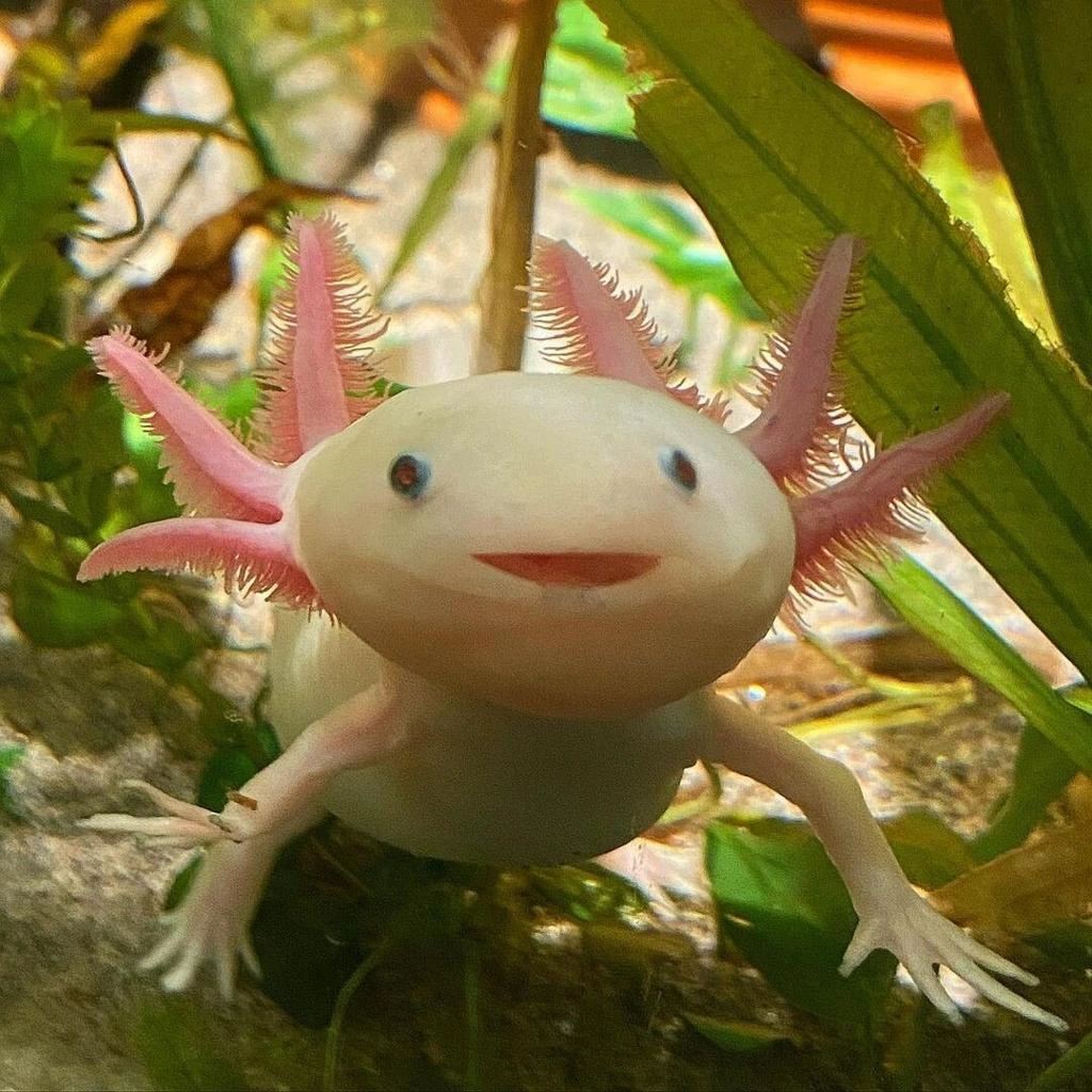 Axolotl displays its feathery external gills, tiny eyes and distinctive smile-like mouth